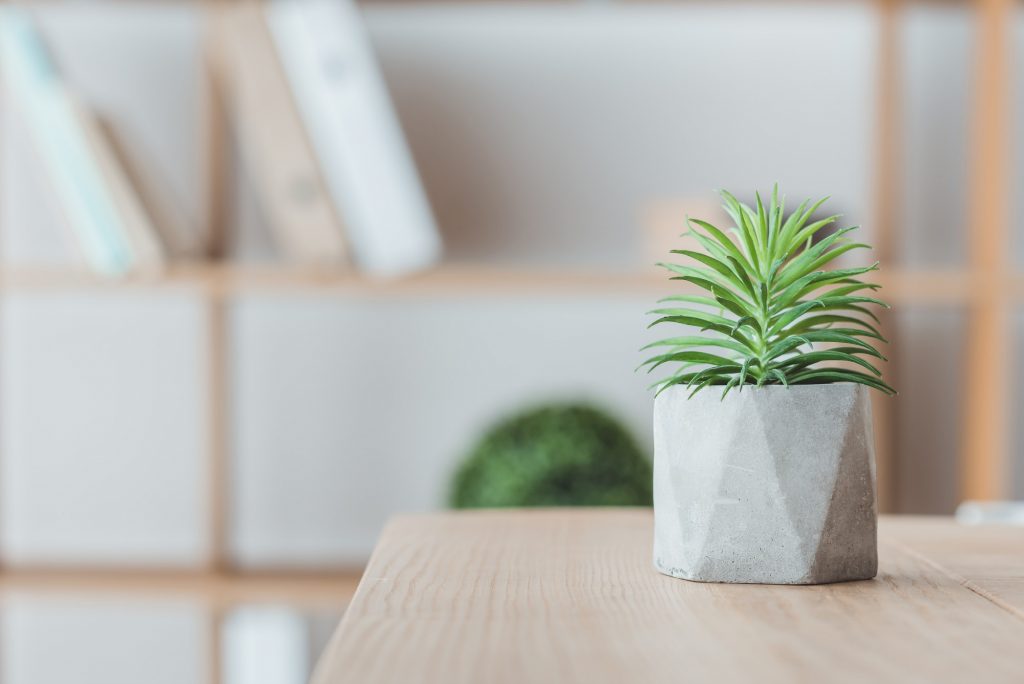 close up of succulent plant in concrete pot